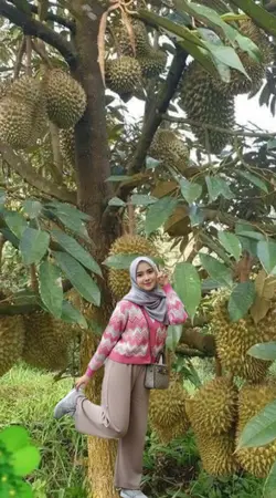 bawah pohon durian 