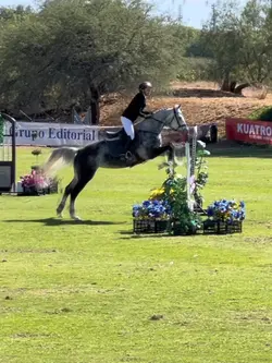 🤍 love show jumping 
