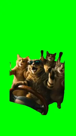 Cat Karaoke dance