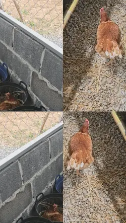 ฟาร์มไก่ไข่