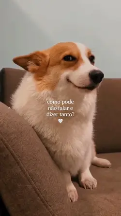 Amor por pet 🤍