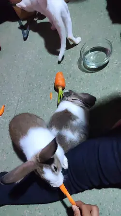 Cutie Rabbits