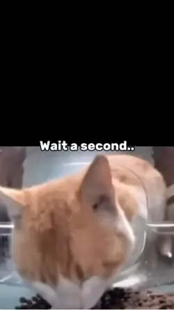 Cat eating meme #fyp