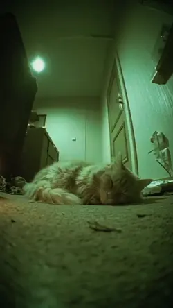 REACTIONCAT VS MOUSE