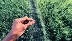 video 0.6