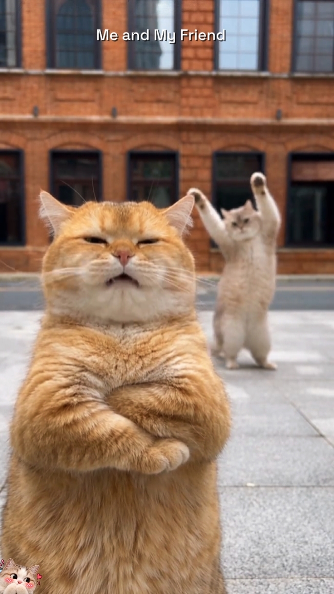 Dance Cat Trend 