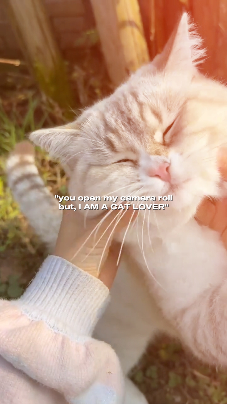 imut: aku suka kucing