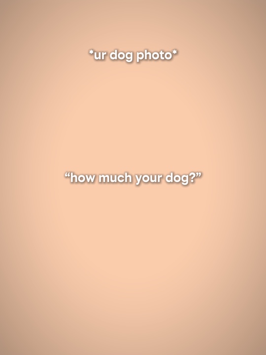 Perro