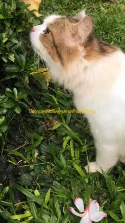 Cat loverr