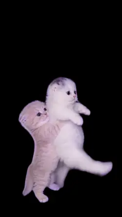 バタバタ子猫