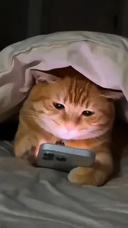 Cat Phone