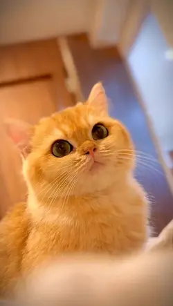 cute cat