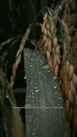 Luag pheej hais tias