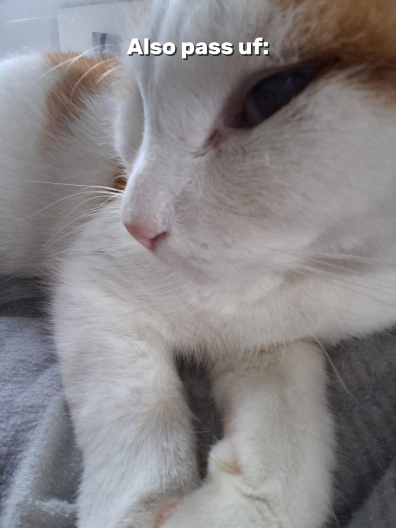 funny cat template 