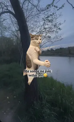 Cat punch 🤛 vetlas