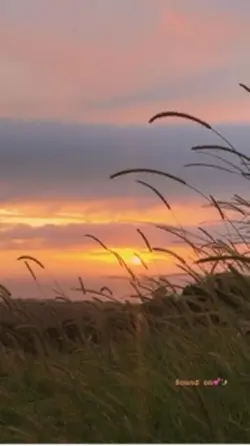 Phong Cảnh Quê Tôi