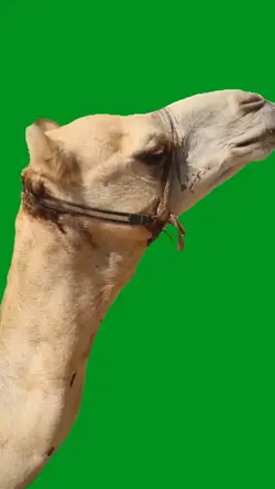 laughing camel