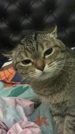 miaw miaw miaw miaw