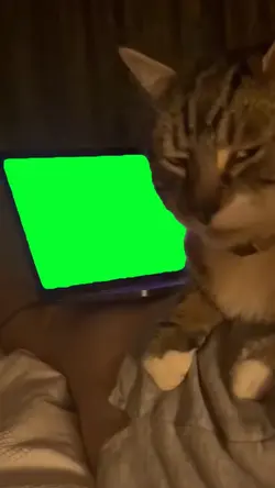 laptop cat