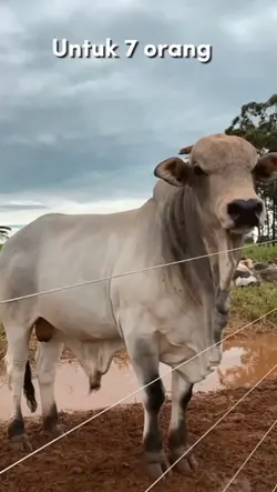 TREND SAPI,KAMBING