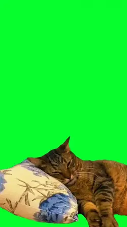 sleeping cat wake up