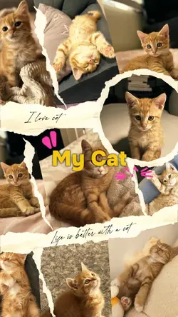 My cat cute 