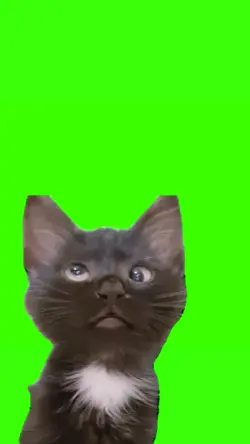 cat meowing meme
