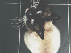 ៰     𝗆⍺𝗀𝗂𝖼     𔓕