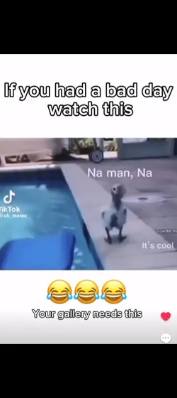 POOL DUCK MEME