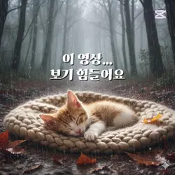 반전 힐링 | 잠드는 고요