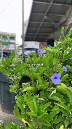 Nasib Bunga
