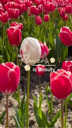 Flower garden