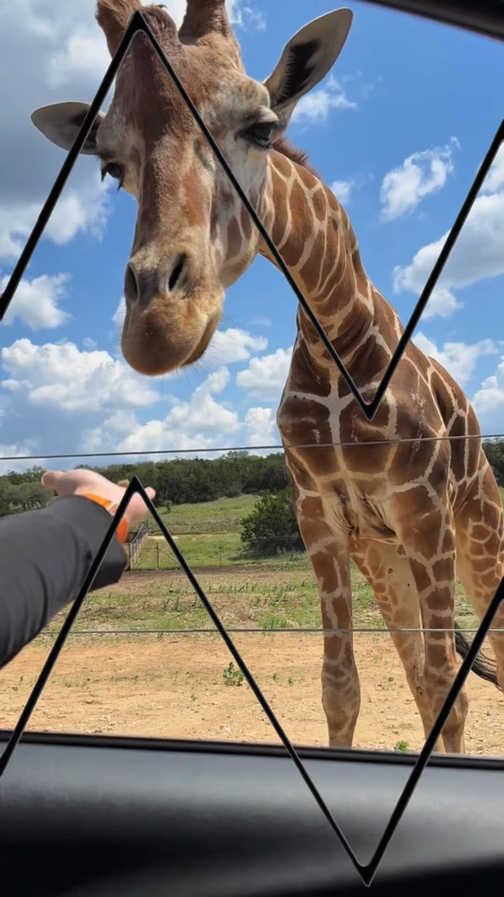 Zoo 