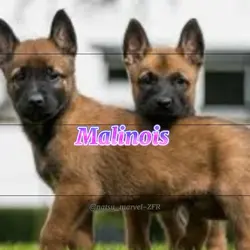 MALINOIIIIIIIIISSSSS