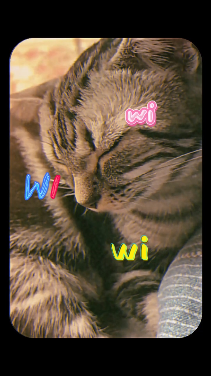 Wiwi kedisi