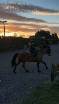 Canter
