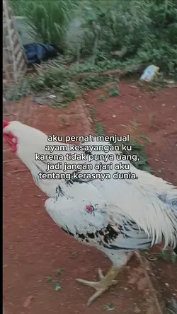 story ayam 