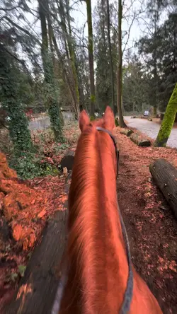 🥕