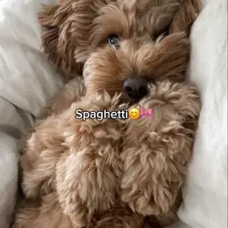 Spaghetti 🍝