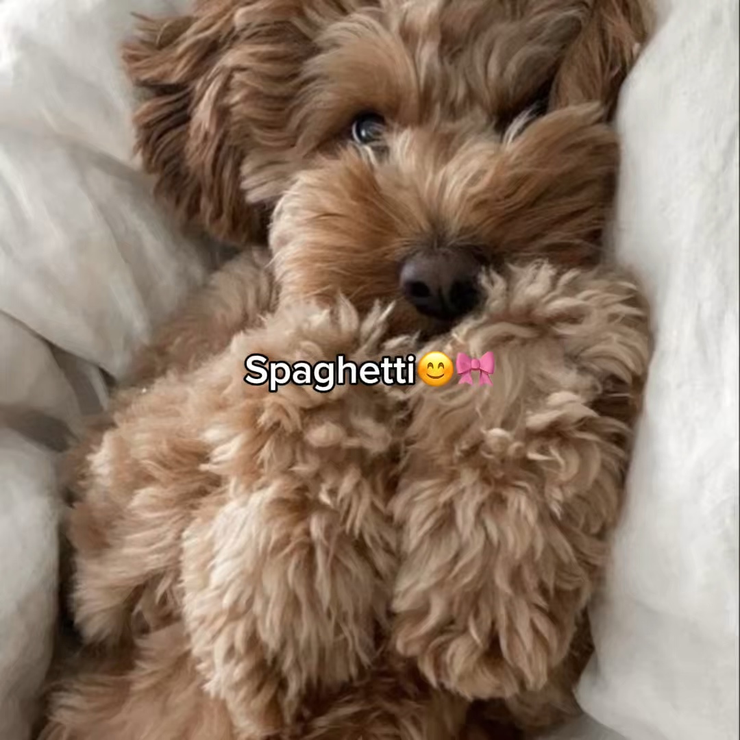 Spaghetti 🍝 