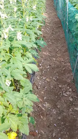 텃밭에 찿아온 대왕벌, 직접 꿀따다