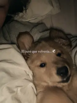 El juro que volveria