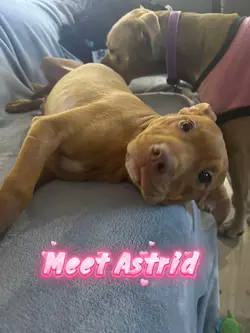 Rescue dog Astrid