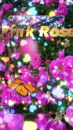 ピンクの薔薇
秋バラ…
百万本のバラ