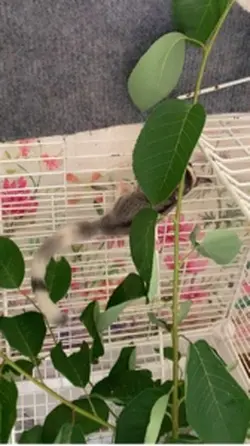 グラデーションリングテールご家族様募集中