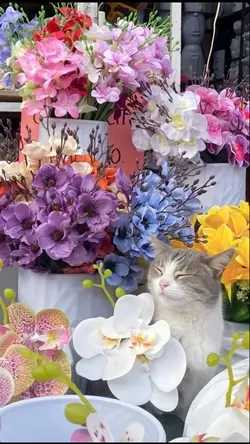 Aesthetic