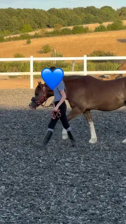 Horse slow mo! 