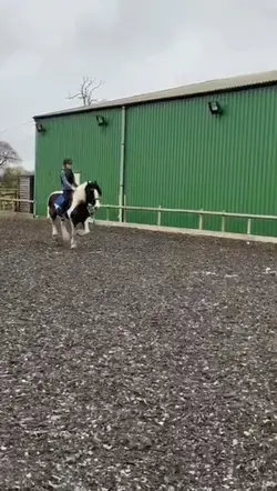 Speedy canter