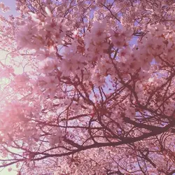 O VAGABUNDO É PEDRO