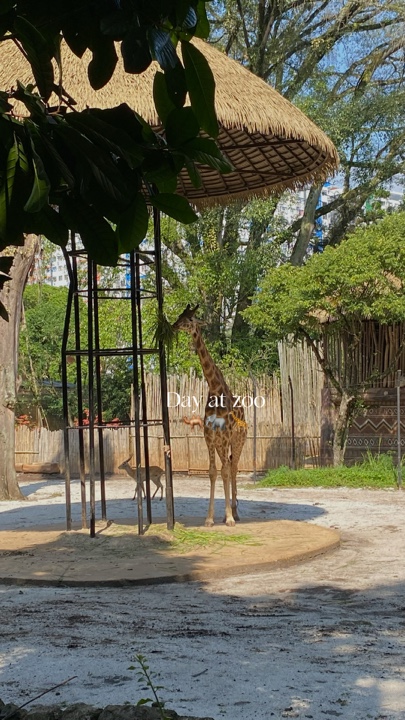 Day at the Zoo